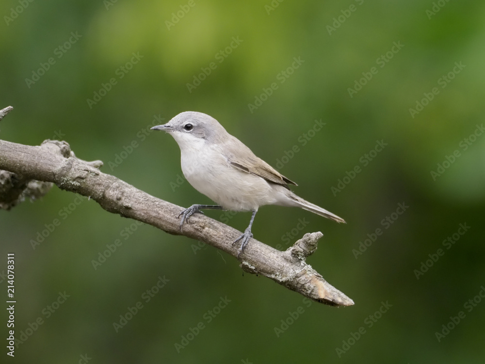 Lesser whitethroat, Sylvia curruca Lesser whitethroat, Sylvia curruca