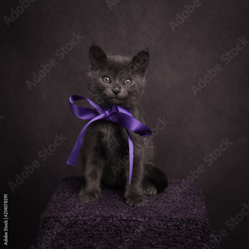 Studio portrait of cute gray russian blue kitten wearing purple ribbon around neck photo