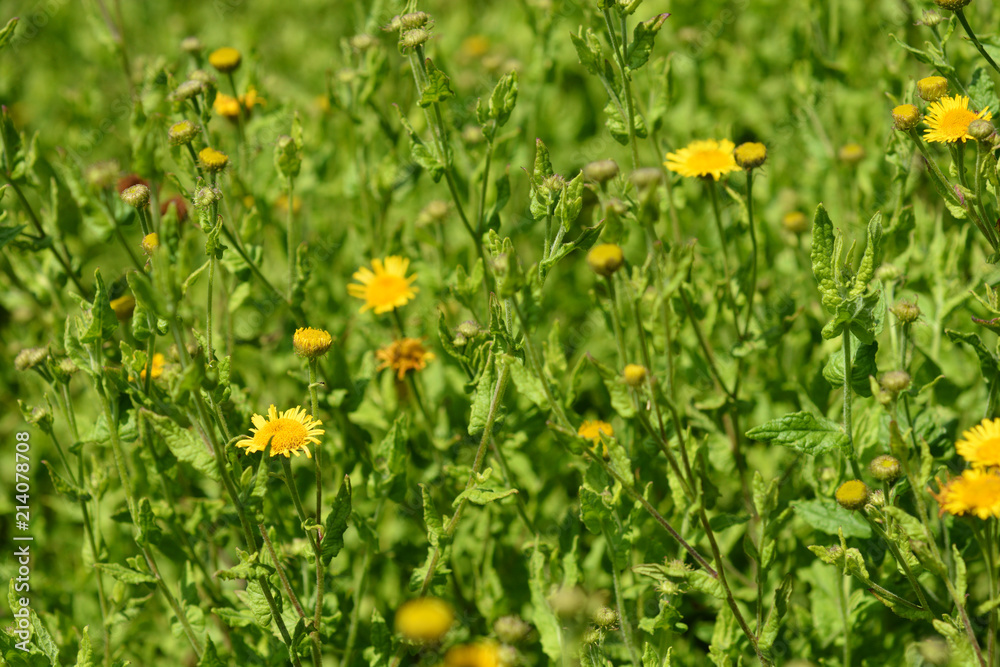 Small fleabane