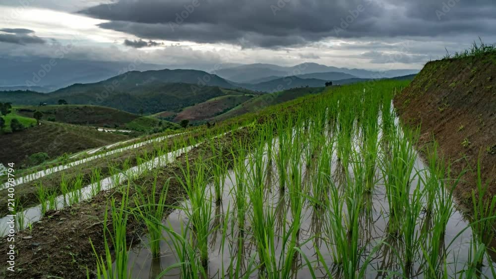 Rice planting and cloudy sky reflection on water.rice cultivation on ...