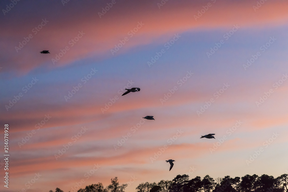 Seagulls on sunset 