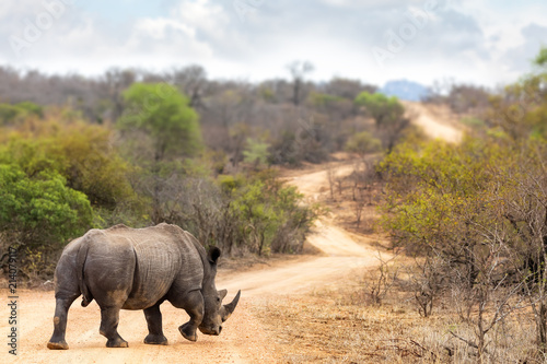 Rhino on the road