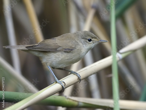 Reed warbler, Acrocephalus scirpaceus photo