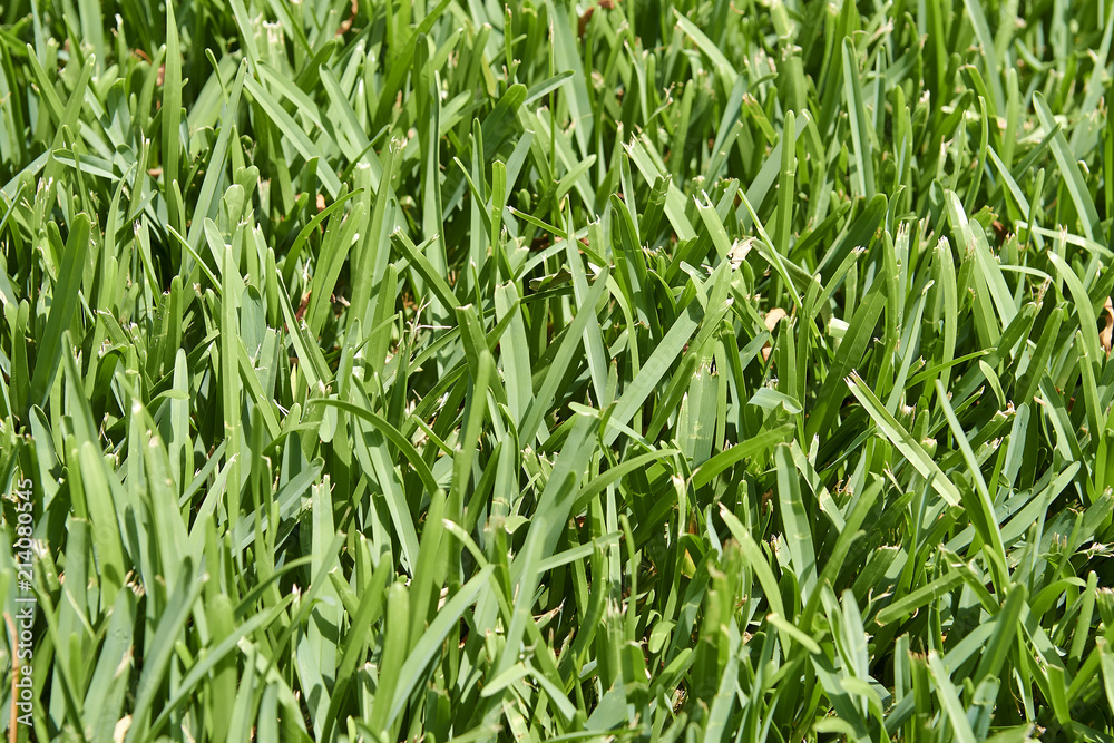 Close-up of green grass with rough structure