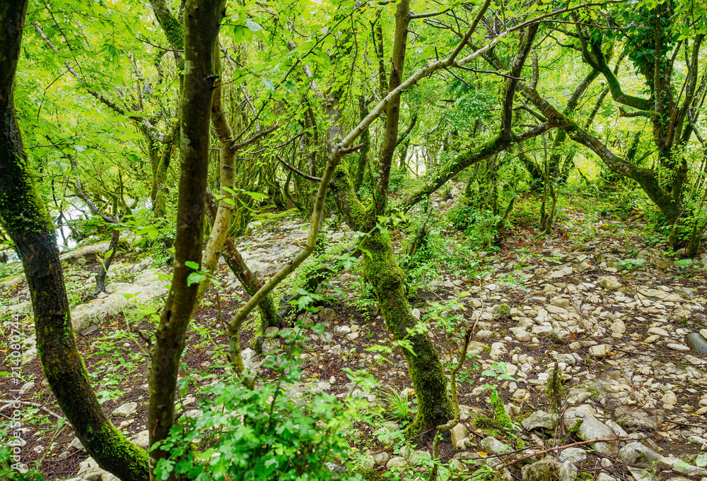 Obraz premium The moss-covered branches of trees after the rain in the forest. High humidity. Nature background