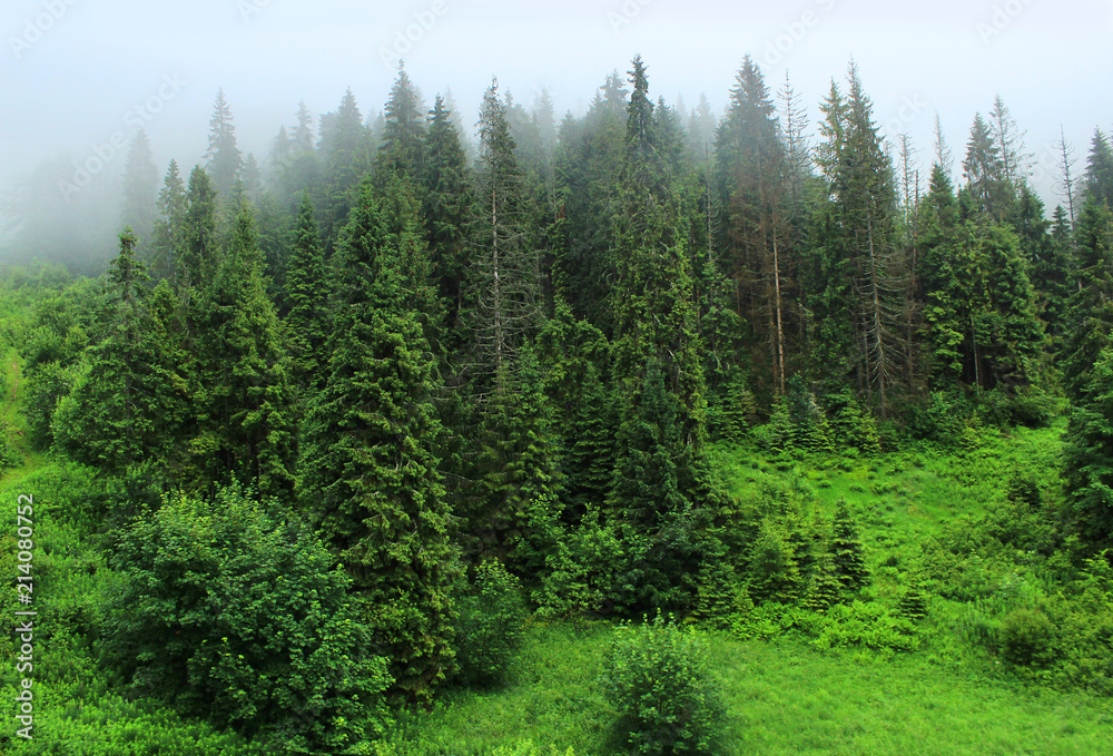 Fog over the coniferous forest. Landscape. Wild nature. Fog over the coniferous forest. Landscape. Wild nature.