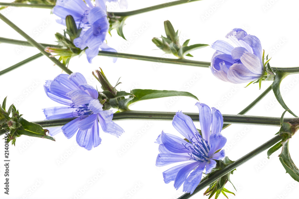 Chicory flower (Cichorium intybus) close up on a white background Chicory flower (Cichorium intybus) close up on a white background