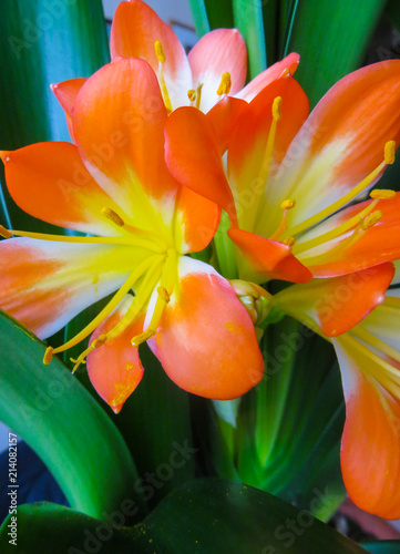 Clivia is a genus of perennial evergreen herbaceous photo