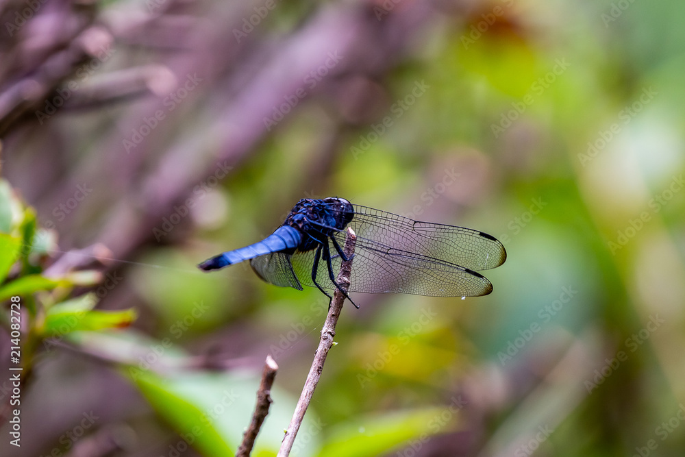 A tight macro shot of a Japanese blue dragonfly A tight macro shot of a Japanese blue dragonfly