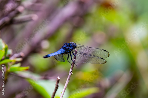 A tight macro shot of a Japanese blue dragonfly
