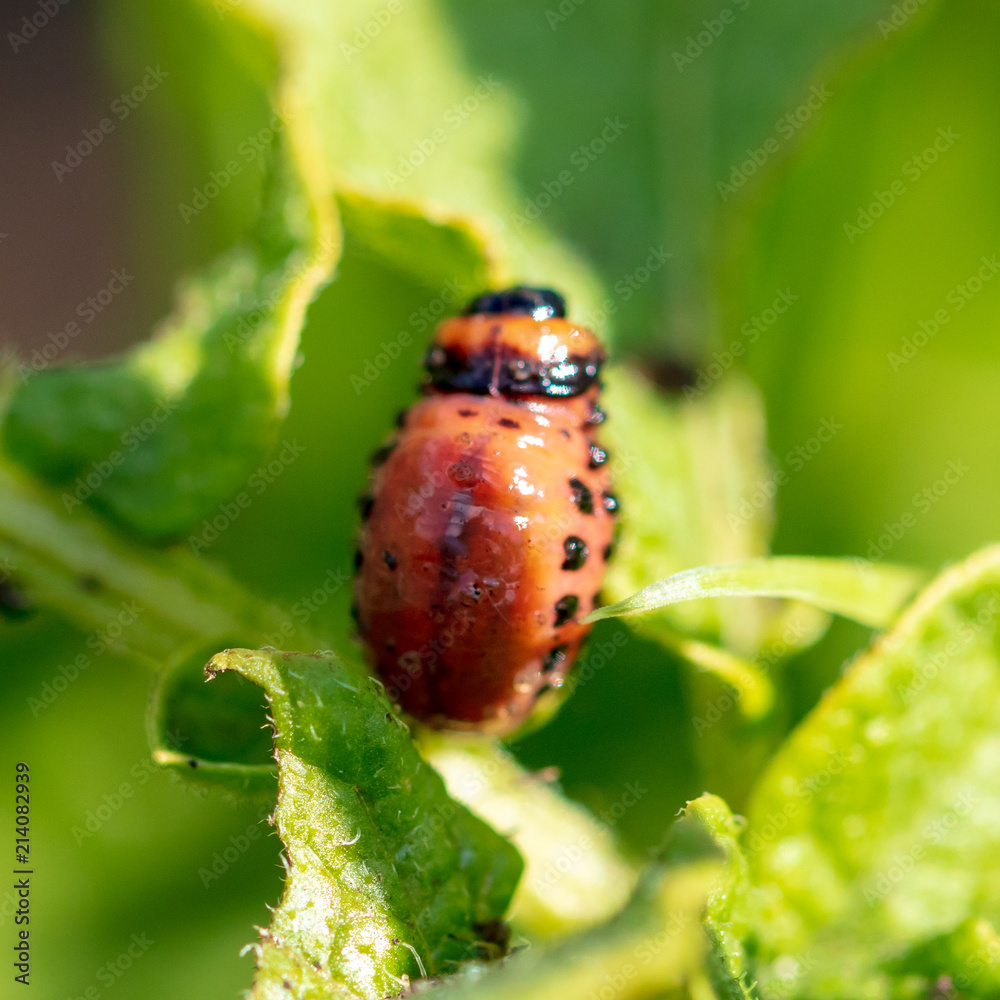 Red colorado beetle on the leaves of potatoes Red colorado beetle on the leaves of potatoes