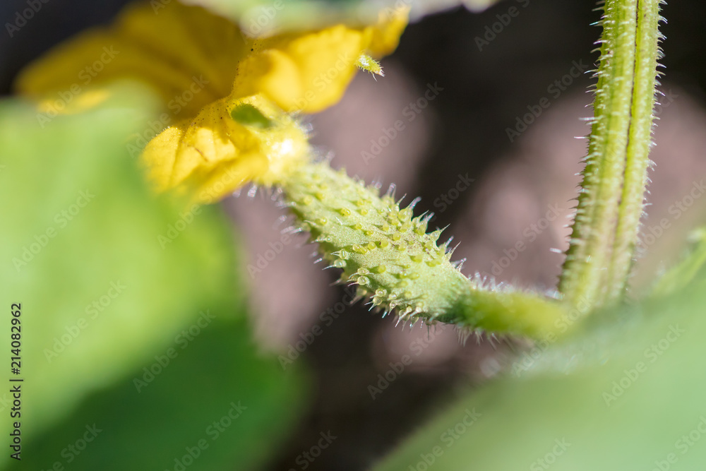 Cucumbers on a bush in the garden Cucumbers on a bush in the garden