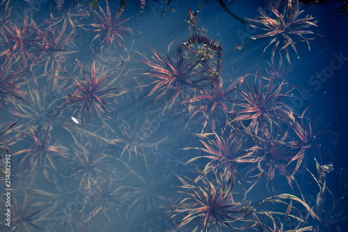 Unterwasserwelt