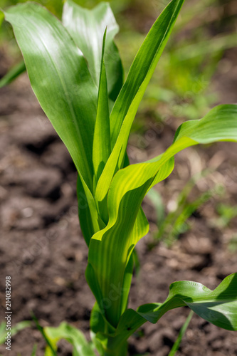 Green leaves on corn in the nature