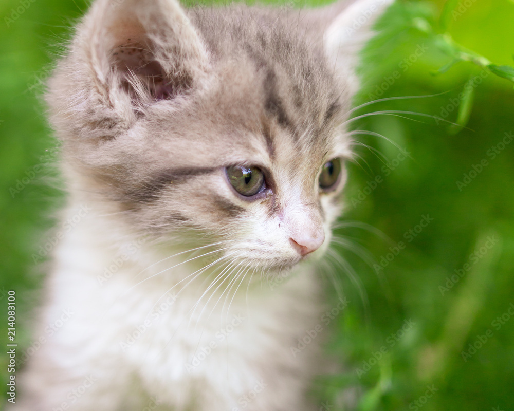 Portrait of a kitten in green grass