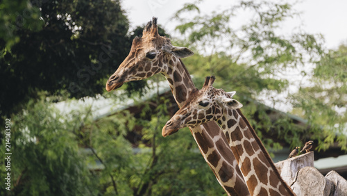 Canvas Print Giraffes