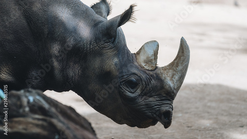 Rhino © Jeff