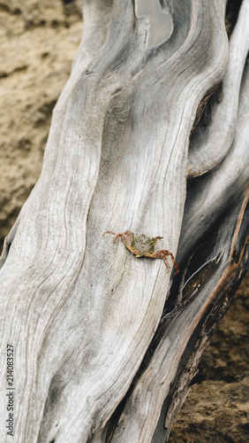 Crab on a Log