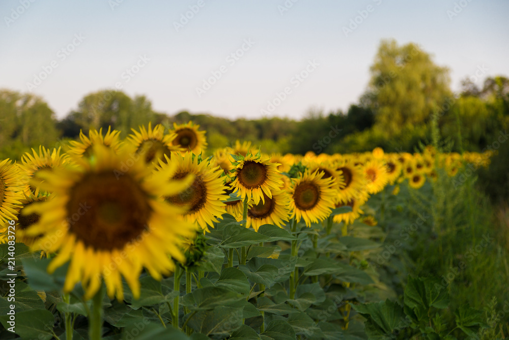 Fototapeta premium sunflower field at summer