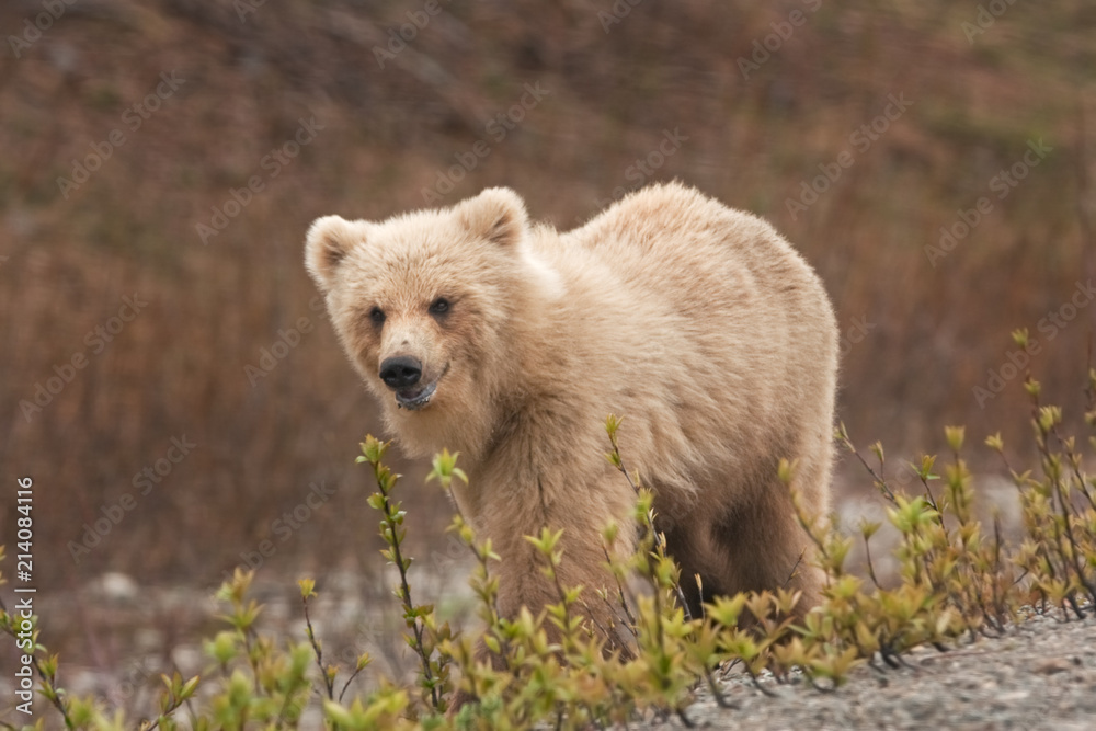 Kamchatka brown bear, ursus arctos beringianus Kamchatka brown bear, ursus arctos beringianus