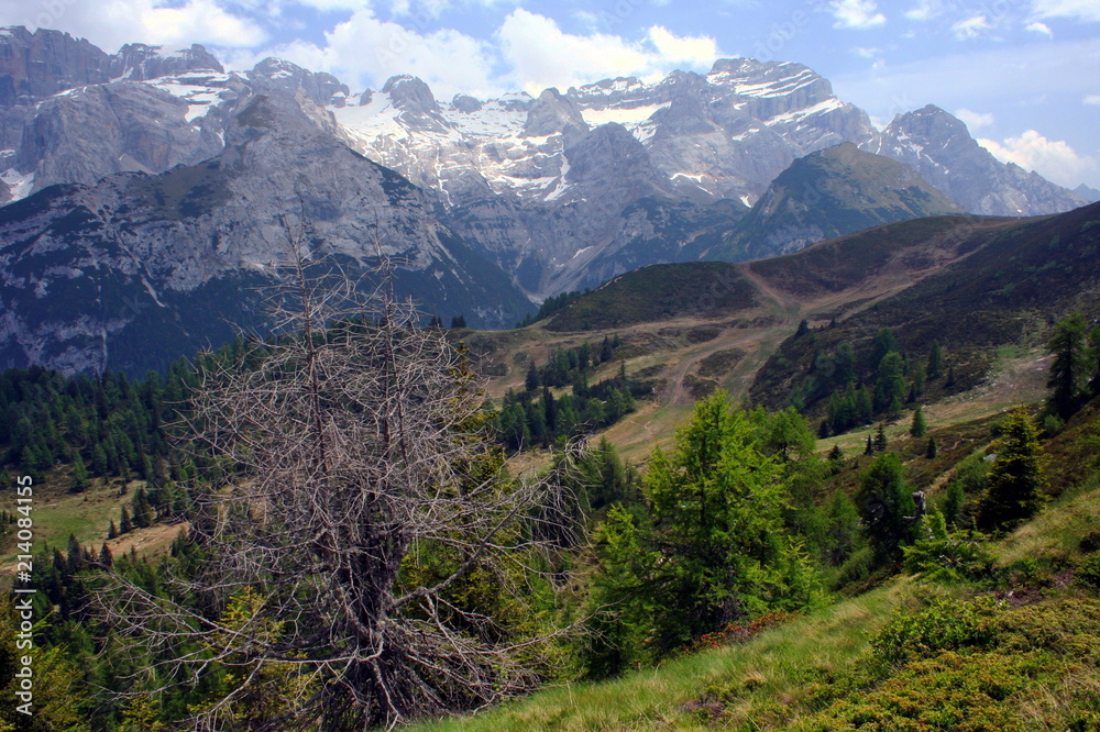 Landscape at hiking trail to Doss del Sabion near Pinzolo in South Tyrol in Italy
