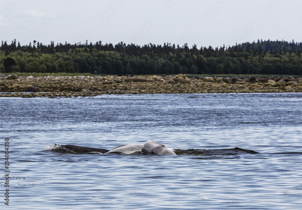 Belugas frolic at Cape Beluzhy on the Solovetsky Islands, the White sea, Russia Belugas frolic at Cape Beluzhy on the Solovetsky Islands, the White sea, Russia