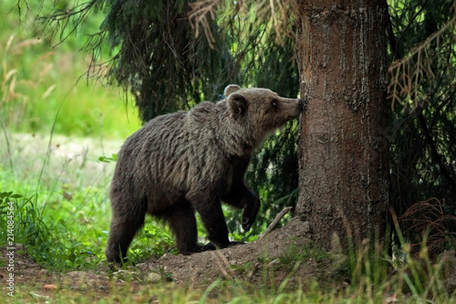 brown bear, ursus arctos, Slovakia, Malá Fatra national park