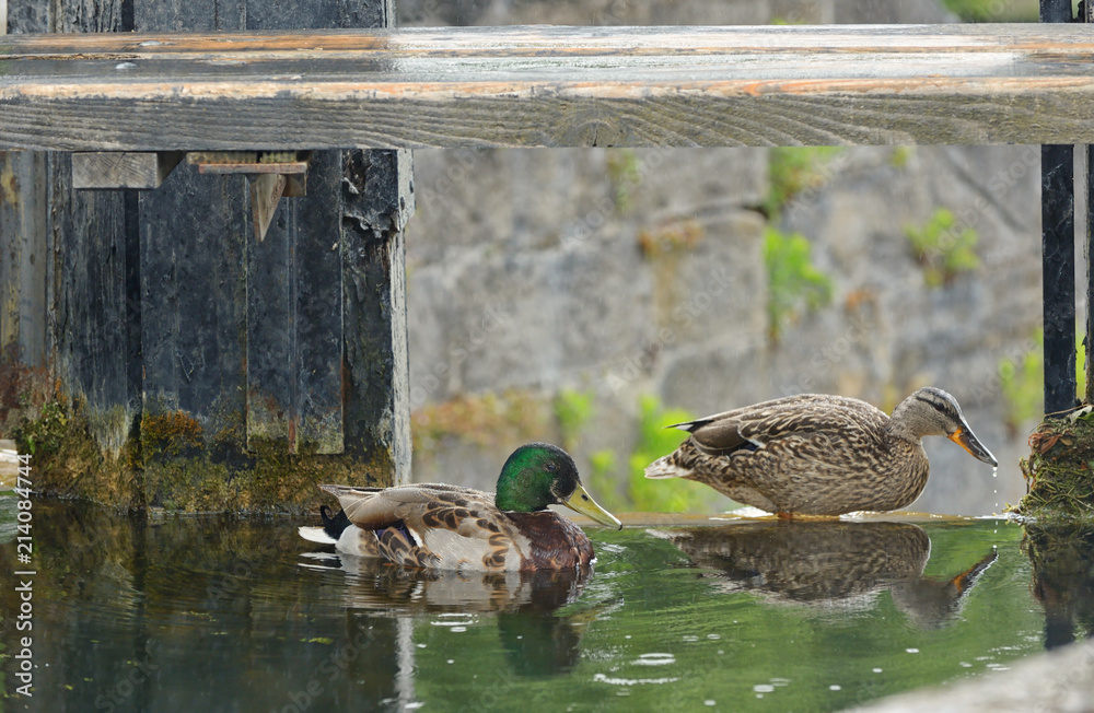Fototapeta premium Mallard Duck Couple on lake