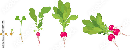 Fényképezés Stages of radish growth from seed and sprout to harvest