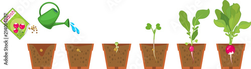 Stages of radish growth from seed and sprout to harvest in pot