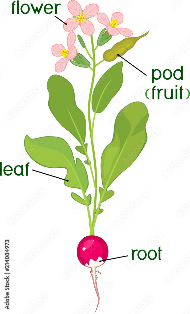 Parts of plant. Morphology of flowering radish plant with title Stock