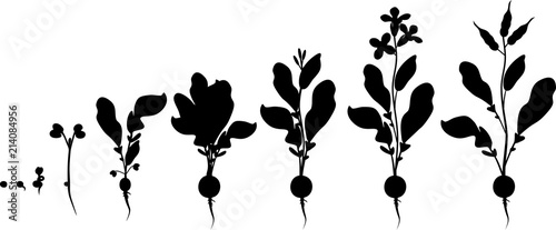 Radish life cycle. Silhouettes of consecutive stages of growth from seed to flowering and fruit-bearing plant