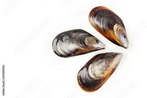 Overhead photo of three raw mussels on white with copy space photo