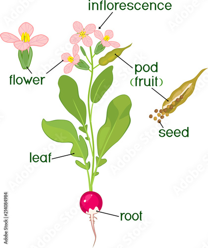 Parts of plant. Morphology of flowering radish plant with seeds, pod and titles