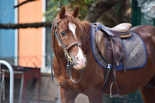beautiful standing brown horse looking at camera © WLPix
