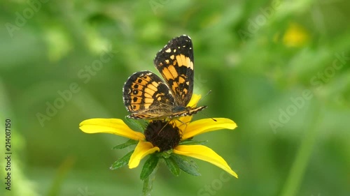 Georgia, Belton Bridge Park, A close up view of a Monarch butterfly on a blackeyed susan flower