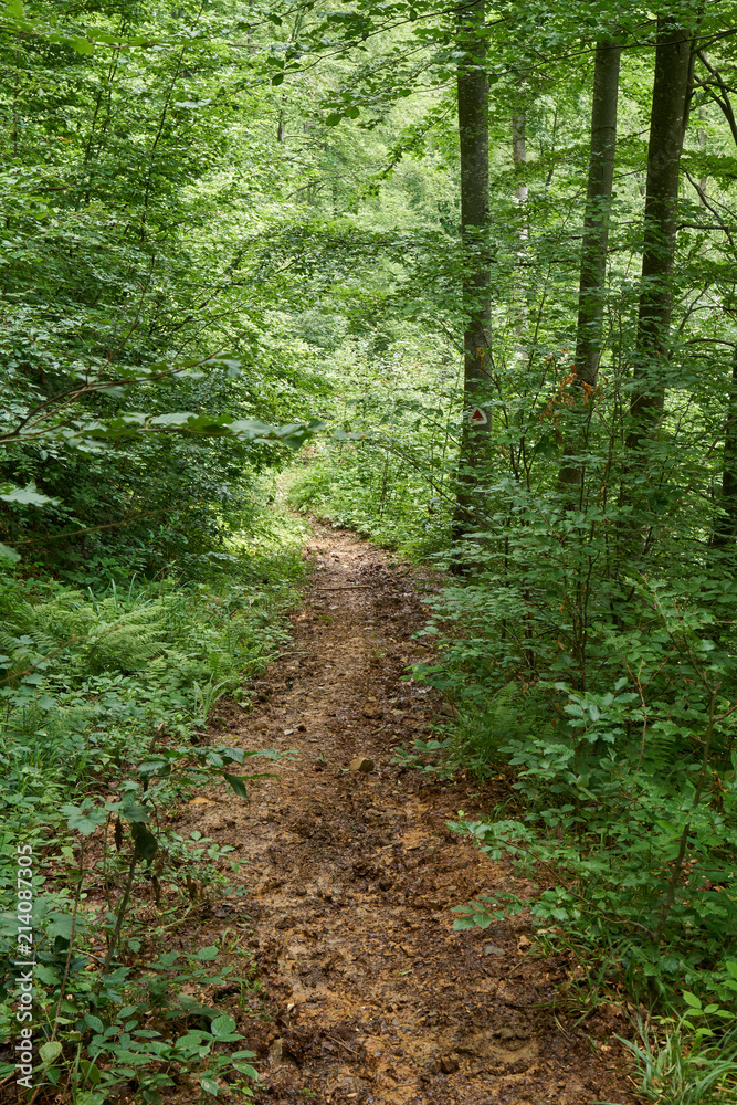 Obraz premium Trail in the forest