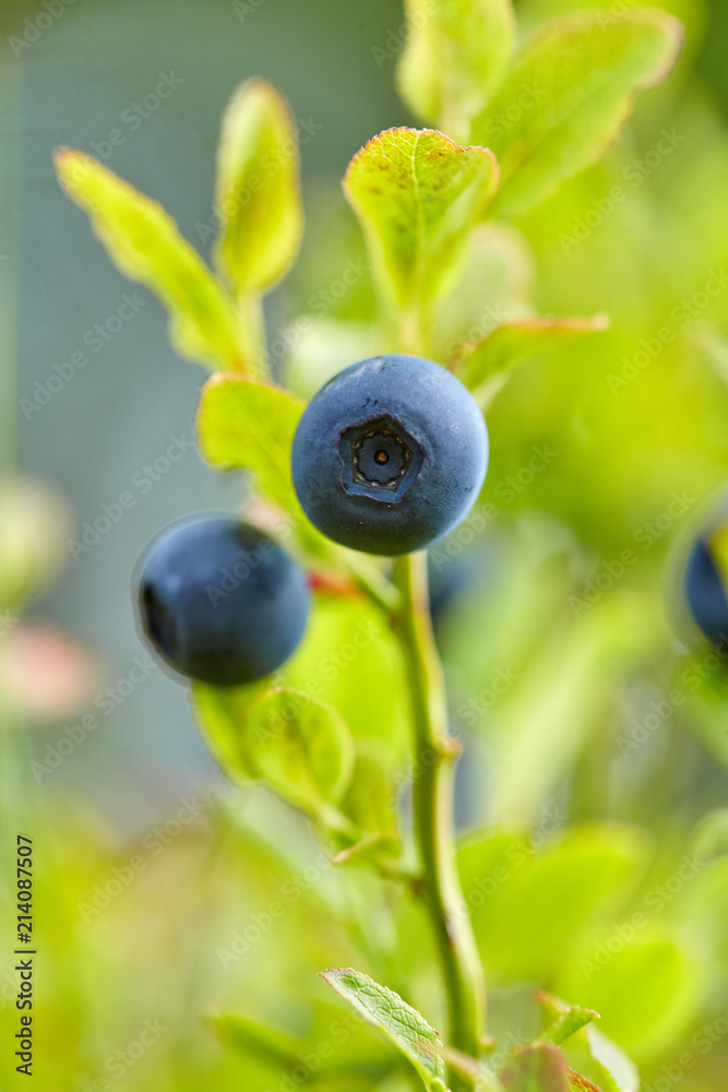 Blueberry bushes in the forest Blueberry bushes in the forest