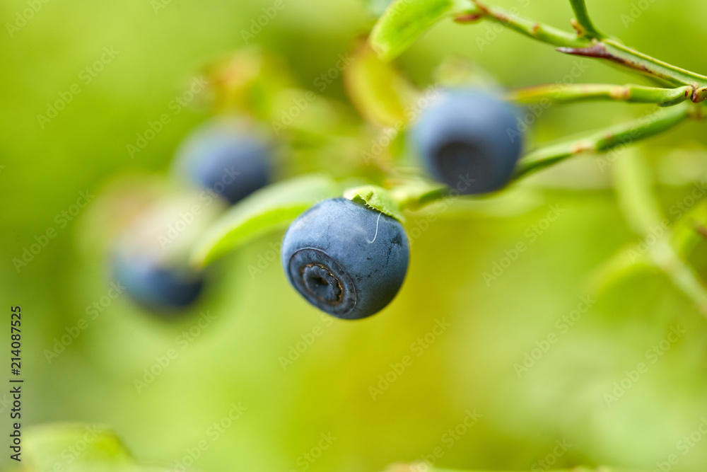 Blueberry bushes in the forest Blueberry bushes in the forest