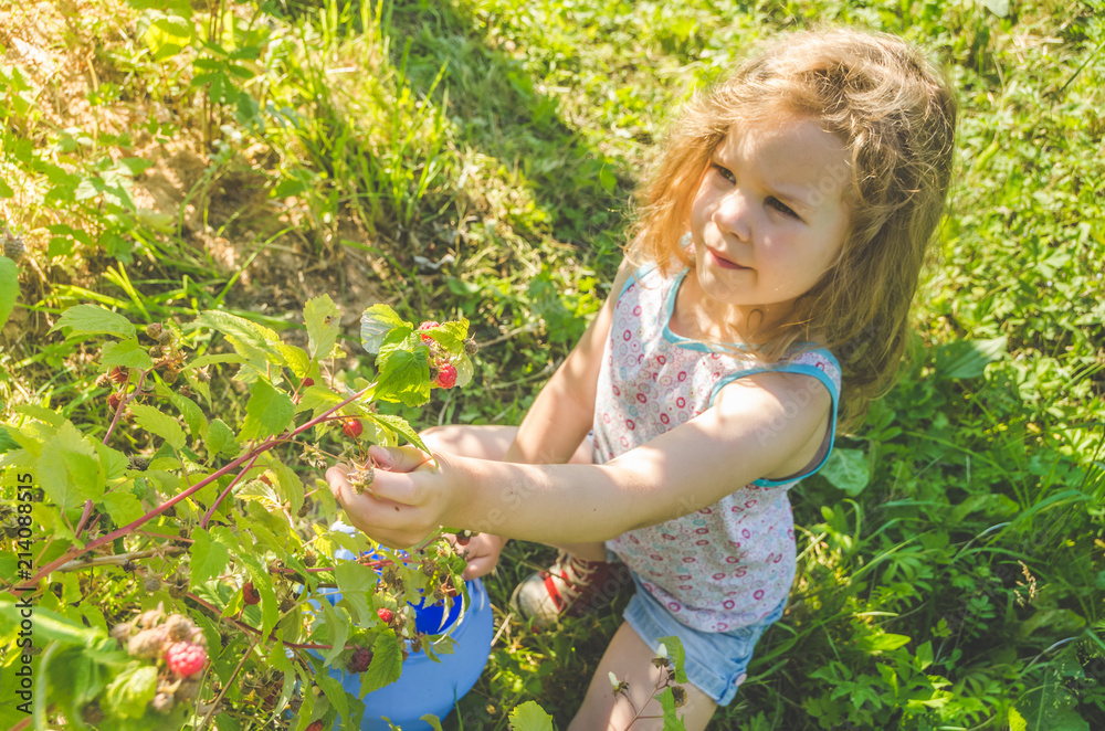 the child collects in a can and eat, raspberries the child collects in a can and eat, raspberries