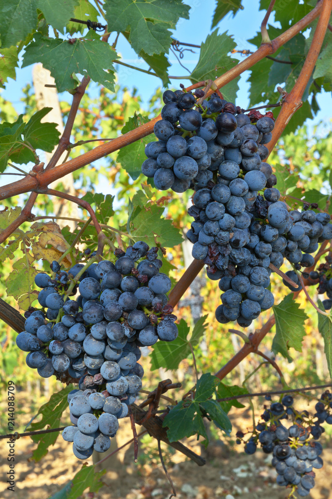 Bunches of ripe Sangiovese grape on the vineyard on a sunny autumn day. Montepulciano, Tuscany, Italy