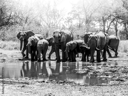 Herd of thirsty african elephants drinking water at waterhole. Moremi Game Reserve, Okavango Region, Botswana. Black and white image.