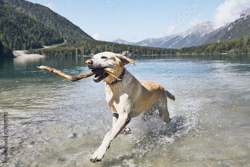Fototapeta Naklejka Na Ścianę i Meble -  Happy dog in mountains