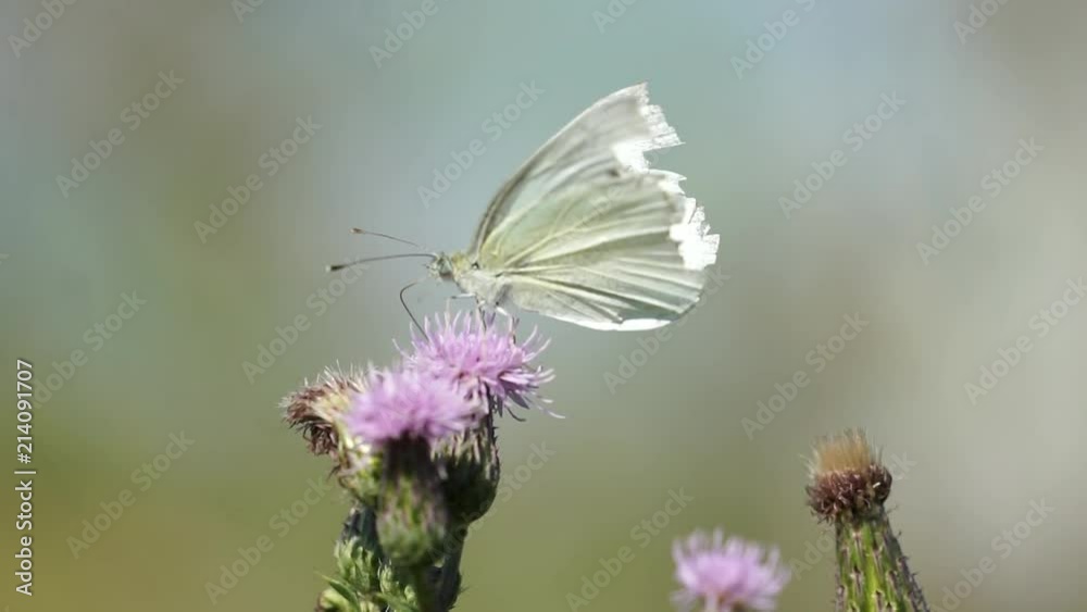 Kleiner schwarz gefleckter Kohlweißling (Pieris brassicae) Schmetterling bestäubt grüne blühende Acker-Kratzdistel