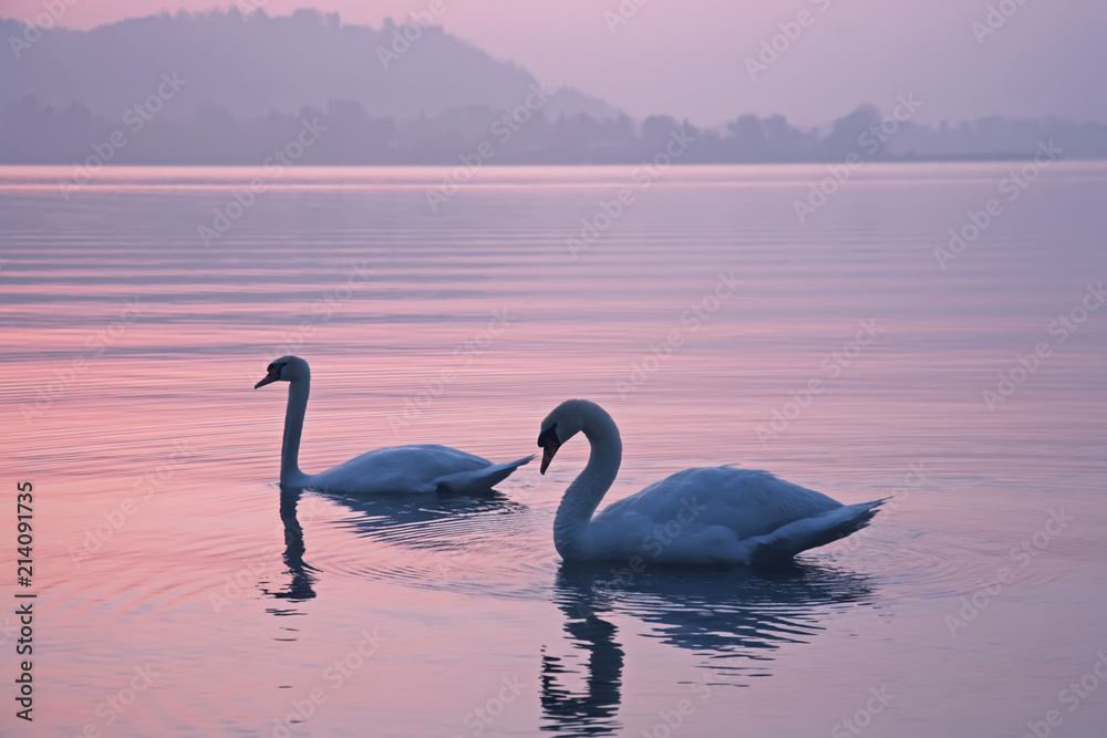 Fototapeta premium Two swans in the lake early in the morning
