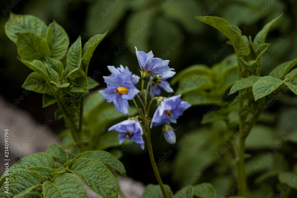 Potato flowering Potato flowering