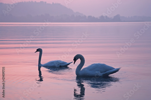 Two swans in the lake early in the morning