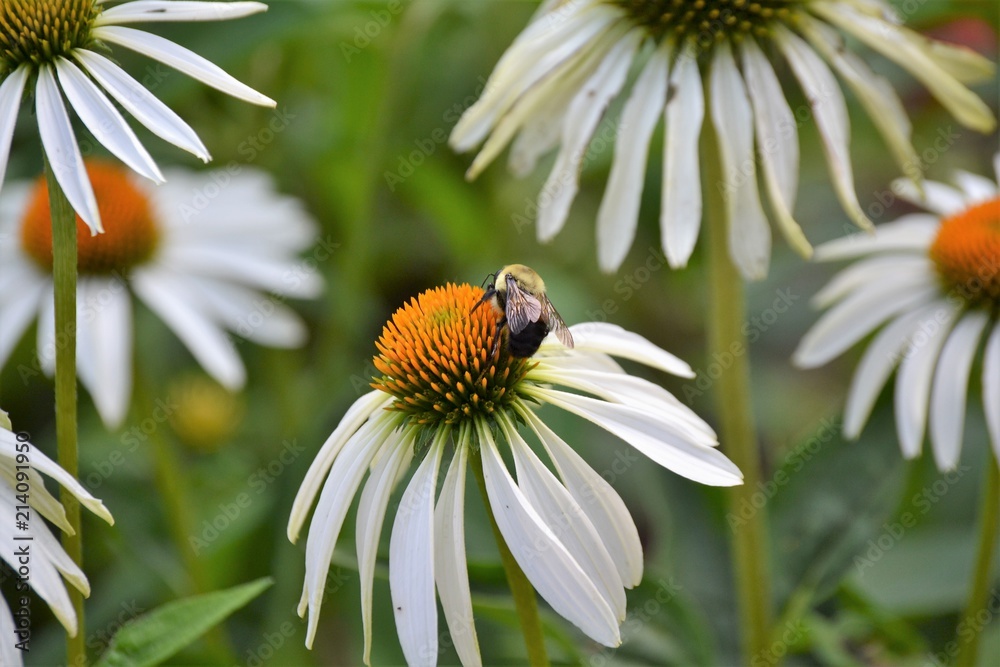 Obraz premium daisy and bumble bee