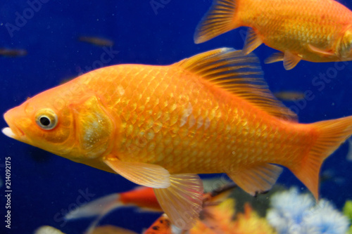 Beautiful goldfish, fishes. Macro photography.