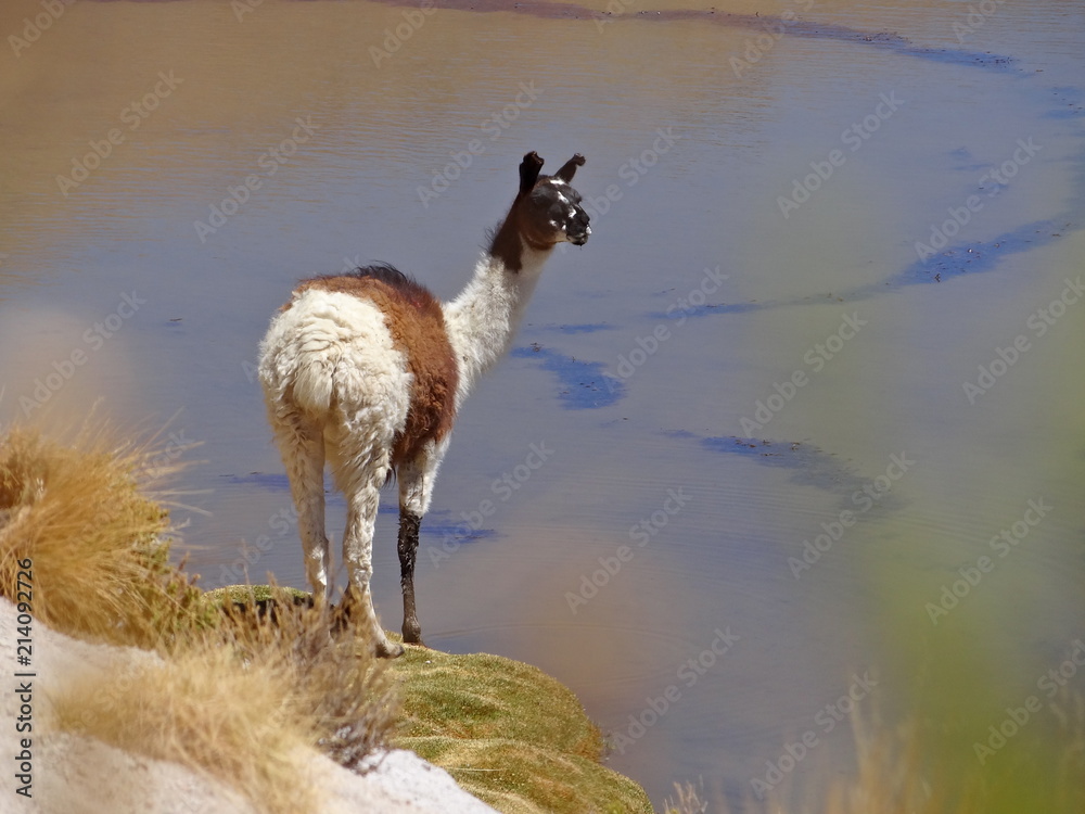 Fototapeta premium Lama/Llama at the marshlands of the Bolivian altiplano near the Uyuni Salt Flat (Salar de Uyuni), Bolivia, South America